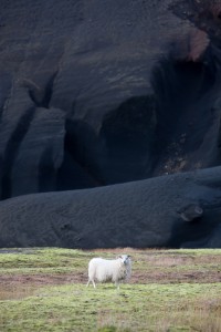 Le mouton d'Islande.