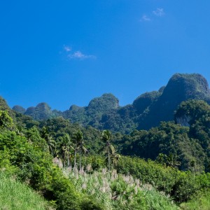 Khao Sok, Jungle