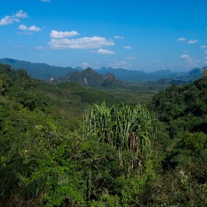 Khao Sok, Jungle