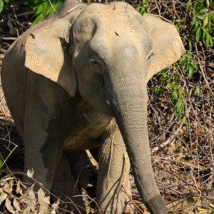 Klong Saeng, éléphant sauvage
