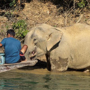 Klong Saeng, éléphant sauvage